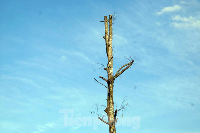  Hàng loạt cây xanh chết khô trên đường nghìn tỷ ở Hà Nội  - Ảnh 7.