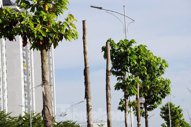  Hàng loạt cây xanh chết khô trên đường nghìn tỷ ở Hà Nội  - Ảnh 9.