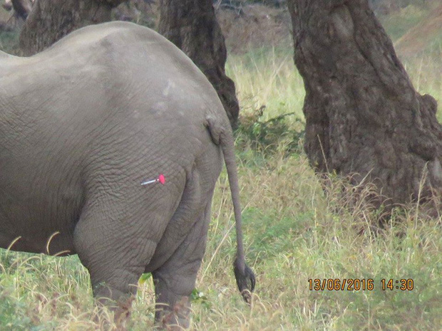  Kiểm tra lỗ thủng kỳ lạ trên đầu chú voi, bác sỹ thú y phát hiện sự thật đau buồn nhưng cũng bất ngờ vì cách hành xử của con vật - Ảnh 4.