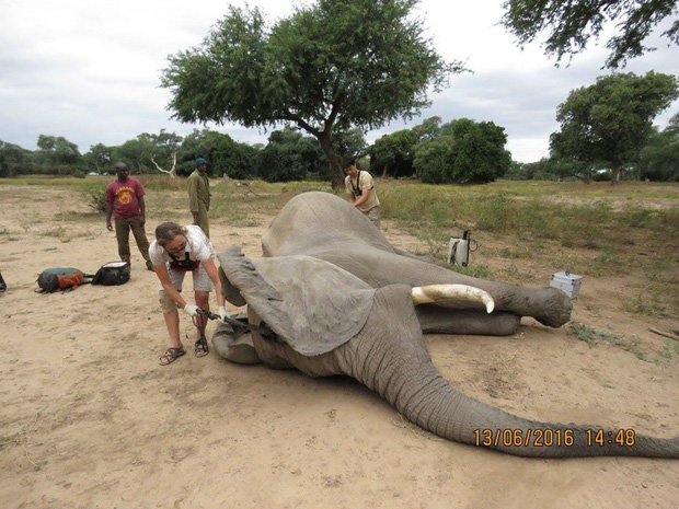  Kiểm tra lỗ thủng kỳ lạ trên đầu chú voi, bác sỹ thú y phát hiện sự thật đau buồn nhưng cũng bất ngờ vì cách hành xử của con vật - Ảnh 5.