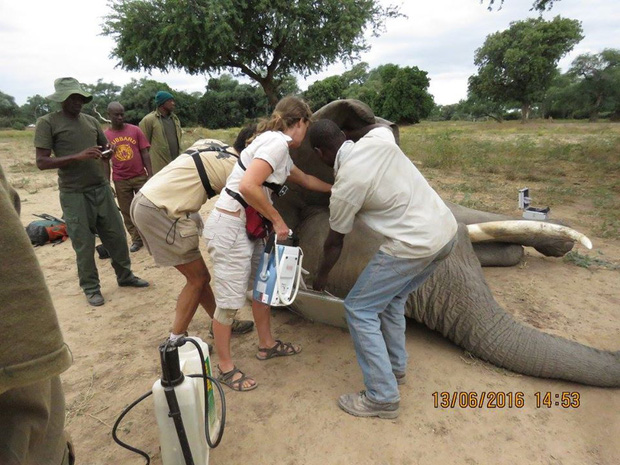  Kiểm tra lỗ thủng kỳ lạ trên đầu chú voi, bác sỹ thú y phát hiện sự thật đau buồn nhưng cũng bất ngờ vì cách hành xử của con vật - Ảnh 6.