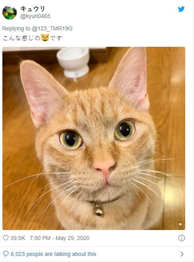 Nhật Bản: Họp từ xa xong sếp vẫn bắt online chỉ để ngắm mèo nhà nhân viên - Ảnh 2.