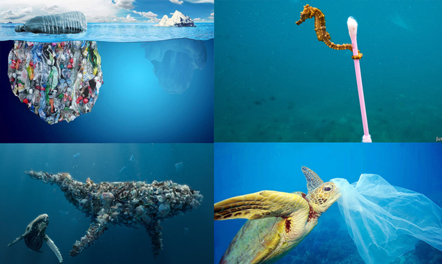 Chúng ta đang ăn đều đặn 2000 mảnh nhựa mỗi ngày, 30 năm nữa số nhựa trên biển sẽ nhiều hơn số cá đang bơi chỉ vì thói quen sống mà 100% người hiện đại đều có  - Ảnh 1.
