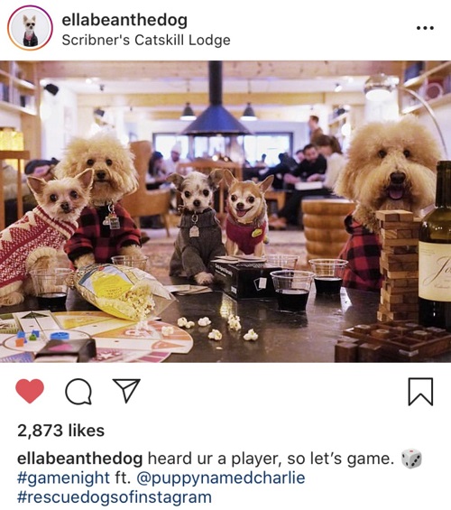 Thời của những chú chó nổi tiếng trên Instagram - Ảnh 2.