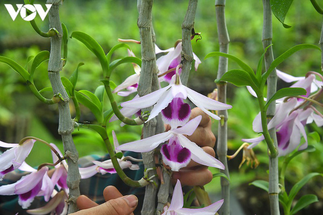  Phất lên nhanh chóng nhờ trồng loài hoa vương giả  - Ảnh 3.