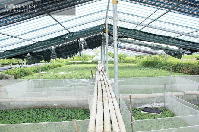 Hội Nông dân huyện Hương Sơn hỗ trợ mô hình nuôi ốc bươu đen tại xã Sơn Lễ