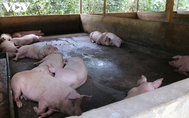  ​Giá thành chăn nuôi lợn hiện khoảng 50.000-71.000 đồng/kg  - Ảnh 1.