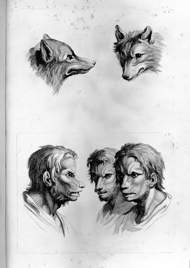Top với hơn 53 về hình vẽ sói  Du học Akina