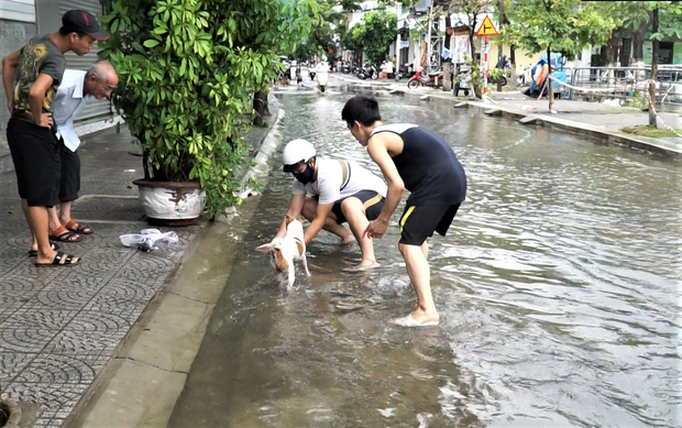  Clip: Người Đà Nẵng thích thú mang rổ ra đường phố bắt cá sau bão số 5 - Ảnh 3.