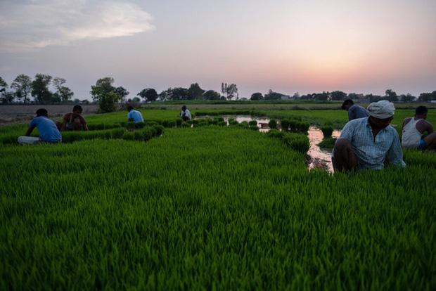 Khủng hoảng chồng khủng hoảng: Nhiều nông dân Ấn Độ tự tử trong đại dịch COVID-19 - Ảnh 4.