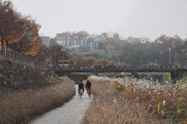 Bộ ảnh xem xong trào dâng thương nhớ Seoul: Đã đến mùa nơi này đẹp nhất, nhưng năm nay ta không thể gặp nhau - Ảnh 8.