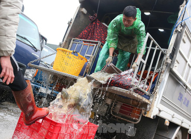  Tay trần bê đá lạnh, bắt cá tươi trong cái rét thấu xương Hà Nội  - Ảnh 4.