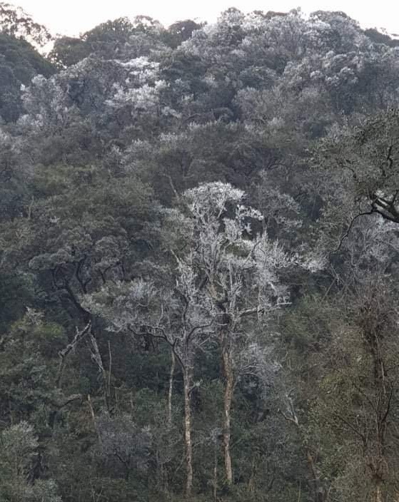 Trời hửng nắng nhưng tuyết vẫn rơi dày đặc, phủ trắng rừng cây ở biên giới Nghệ An - Ảnh 6.