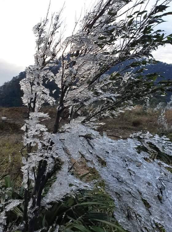 Trời hửng nắng nhưng tuyết vẫn rơi dày đặc, phủ trắng rừng cây ở biên giới Nghệ An - Ảnh 7.