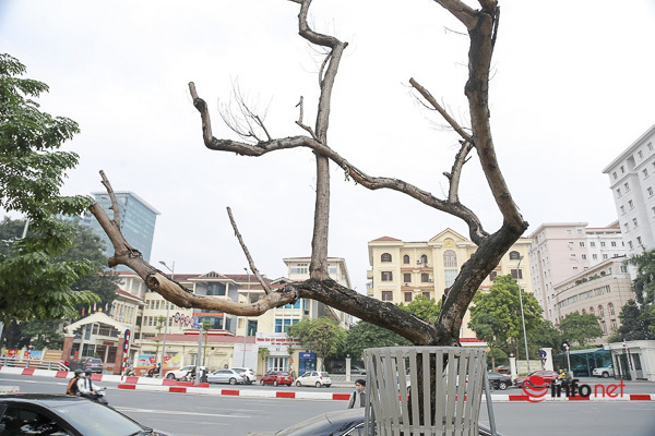 Sưa đỏ héo khô ở Hà Nội: Không đến giá tiền tỷ, cây chết sẽ bán thanh lý - Ảnh 4.