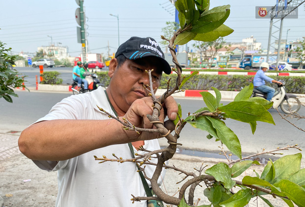 Bỏ 200 triệu thuê 30 người lặt lá mai vài ngày đón Tết Tân Sửu 2021 - Ảnh 11.