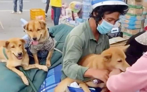 Áp lực dư luận vụ tiêu hủy đàn chó mèo, nữ Trưởng trạm y tế xã ở Cà Mau xin nghỉ việc - Ảnh 1.