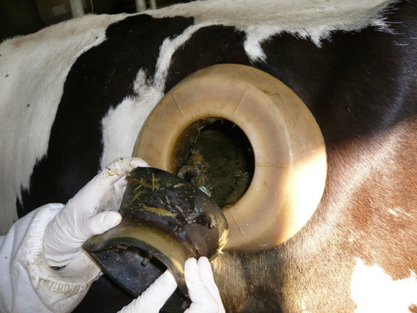 Vì sao trong các trang trại, các con bò ᵭḕu bị ᵭục lỗ và vẫn sṓng khỏe? - Ảnh 3.