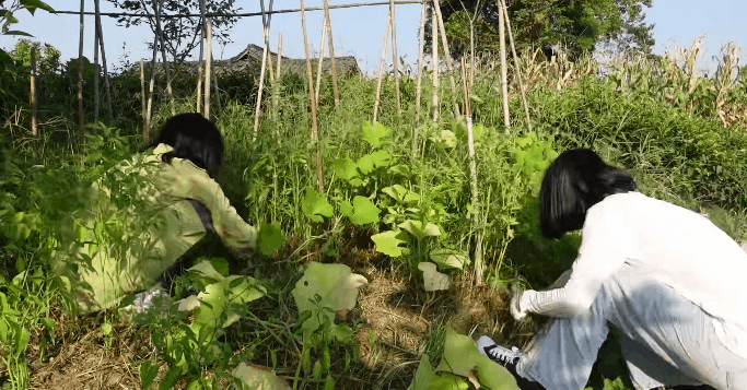 Hai người bạn thân nghỉ hưu ở tuổi 29: Không yêu đương, không xã giao, mua một căn nhà cùng sống vô lo vô nghĩ - Ảnh 25. Hai người bạn thân nghỉ hưu ở tuổi 29: Không yêu đương, không xã giao, mua một căn nhà cùng sống vô lo vô nghĩ - Ảnh 25.