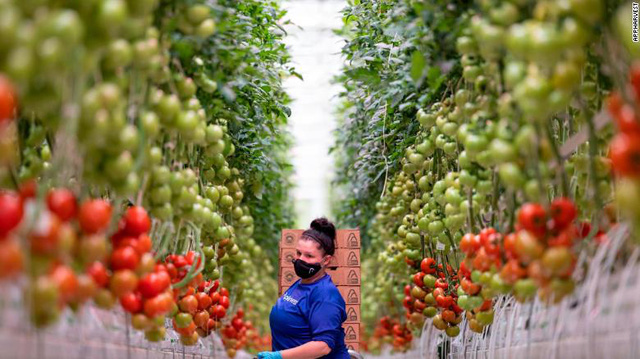  Tương lai của nông nghiệp bên trong nhà kính lớn nhất nước Mỹ: Sử dụng robot, AI và dữ liệu để trồng 22.500 tấn cà chua mỗi năm  - Ảnh 1.