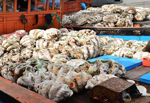  Cận cảnh loài sò khổng lồ nặng 3 tạ, giá đắt đỏ của Việt Nam - Ảnh 5.