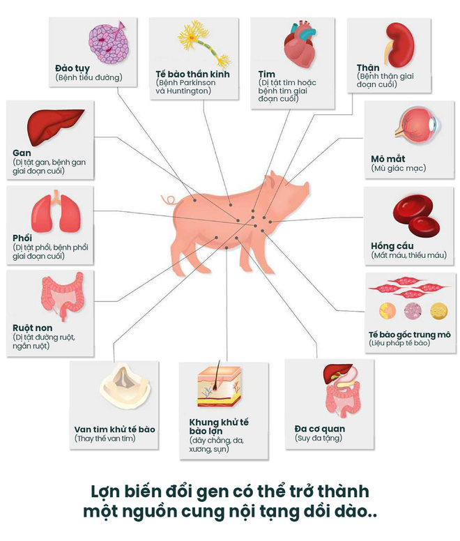 Nội Tạng Heo Tiếng Trung: Đặc Điểm, Công Dụng và Cách Sử Dụng