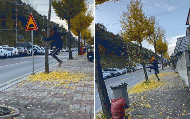  Chàng trai người Việt liên tục đạp vào cây lá vàng ở đường phố Hàn Quốc để quay clip câu view khiến dân mạng phẫn nộ - Ảnh 2.