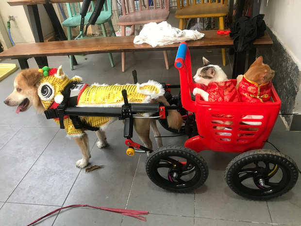  Sài Gòn: Những chú chó mèo khuyết tật hồi sinh bên cặp vợ Việt chồng Tây chuyên sản xuất xe lăn cho thú cưng - Ảnh 3.