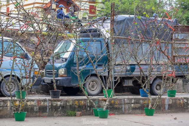  Hoa lê rừng xuống phố, người Hà Nội chi tiền triệu chơi Tết sớm  - Ảnh 9.