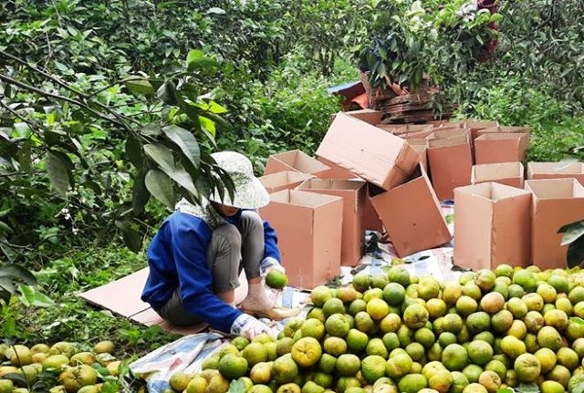 Chuyện Heineken làm bia từ 12 tấn cam của một startup miền núi Nghệ An, bán hết veo sau 2 tháng và niềm tin vào nông nghiệp Việt Nam - Ảnh 6.