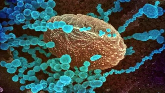 Phát hiện virus corona mới lây nhiễm sang người  - Ảnh 2.