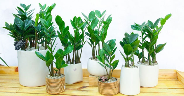 Phong thủy Trung Quốc nhắc nhở 3 món đồ nên đặt ở cửa để chiêu tài đón lộc vào nhà - Ảnh 2.