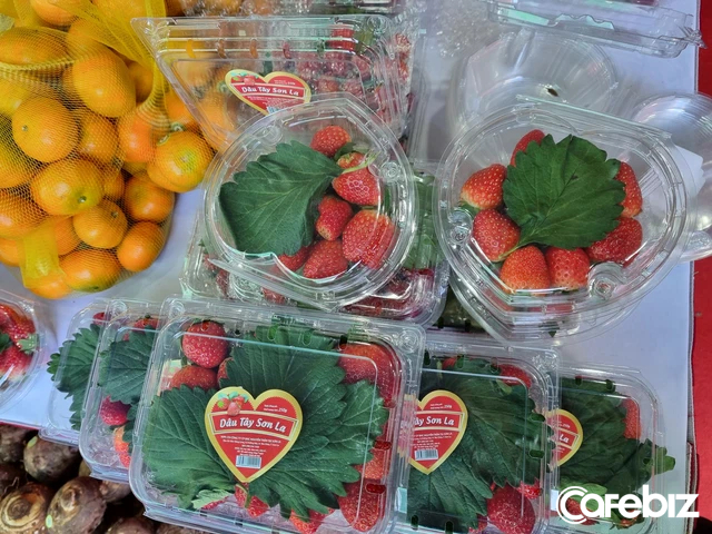 Dâu tây Sơn La được khen “ngon hơn cả dâu Hàn Quốc”, bán giá 1,2 triệu đồng/kg, chuẩn bị bay đi Singapore và Malaysia - Ảnh 1. Dâu tây Sơn La được khen “ngon hơn cả dâu Hàn Quốc”, bán giá 1,2 triệu đồng/kg, chuẩn bị bay đi Singapore và Malaysia - Ảnh 1.