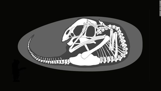  Phôi khủng long được bảo quản nguyên vẹn trong quả trứng 70 triệu năm tuổi  - Ảnh 2.