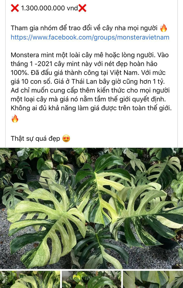 Bộ môn đầu tư nhẹ như lá mà giá chát hơn vàng, nhiều người bán rồi thu về bạc tỷ nhưng không phải ai cũng dám liều  - Ảnh 1.