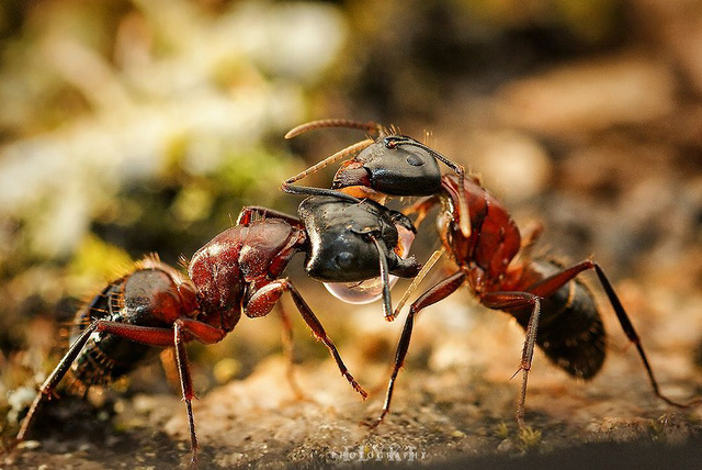  Miệng kề miệng, loài kiến không hôn nhau mà đang nôn vào miệng nhau để hình thành quan hệ xã hội  - Ảnh 2.