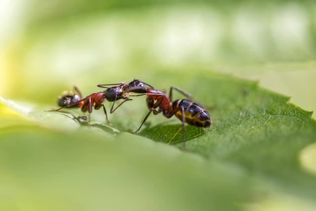  Miệng kề miệng, loài kiến không hôn nhau mà đang nôn vào miệng nhau để hình thành quan hệ xã hội  - Ảnh 3.