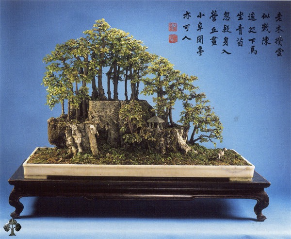 Top 10 cây Bonsai đẹp nhất thế giới - Ảnh 5.