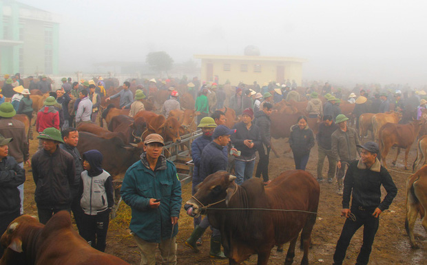 Năm Sửu ghé chợ trâu, bò lớn nhất vùng Bắc Trung Bộ, mỗi phiên giao dịch cả nghìn con - Ảnh 1.