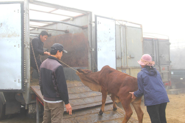 Năm Sửu ghé chợ trâu, bò lớn nhất vùng Bắc Trung Bộ, mỗi phiên giao dịch cả nghìn con - Ảnh 11.