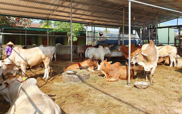 Năm Sửu ghé chợ trâu, bò lớn nhất vùng Bắc Trung Bộ, mỗi phiên giao dịch cả nghìn con - Ảnh 14.