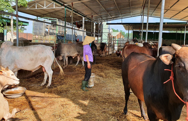 Năm Sửu ghé chợ trâu, bò lớn nhất vùng Bắc Trung Bộ, mỗi phiên giao dịch cả nghìn con - Ảnh 15.