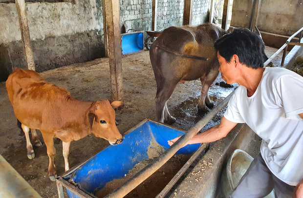 Năm Sửu ghé chợ trâu, bò lớn nhất vùng Bắc Trung Bộ, mỗi phiên giao dịch cả nghìn con - Ảnh 16.