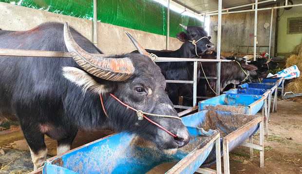 Năm Sửu ghé chợ trâu, bò lớn nhất vùng Bắc Trung Bộ, mỗi phiên giao dịch cả nghìn con - Ảnh 17.