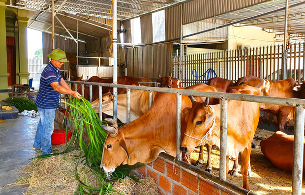 Năm Sửu ghé chợ trâu, bò lớn nhất vùng Bắc Trung Bộ, mỗi phiên giao dịch cả nghìn con - Ảnh 18.