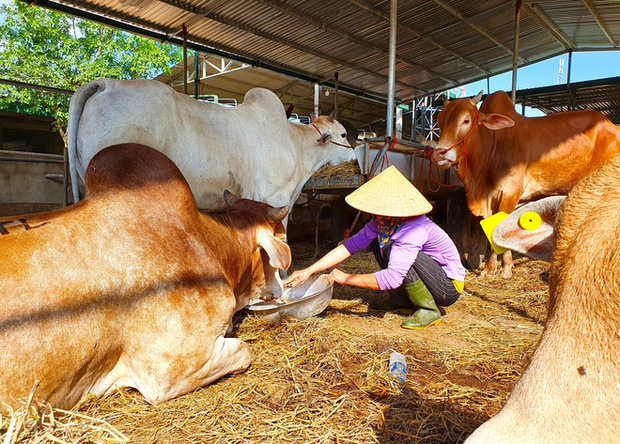 Năm Sửu ghé chợ trâu, bò lớn nhất vùng Bắc Trung Bộ, mỗi phiên giao dịch cả nghìn con - Ảnh 19.