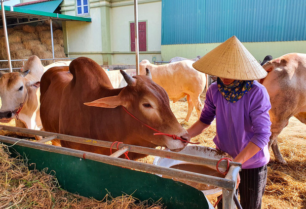 Năm Sửu ghé chợ trâu, bò lớn nhất vùng Bắc Trung Bộ, mỗi phiên giao dịch cả nghìn con - Ảnh 20.