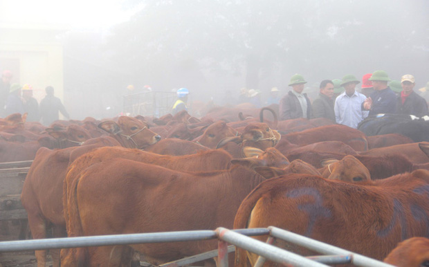 Năm Sửu ghé chợ trâu, bò lớn nhất vùng Bắc Trung Bộ, mỗi phiên giao dịch cả nghìn con - Ảnh 3.