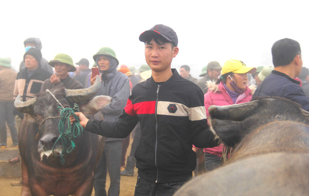 Năm Sửu ghé chợ trâu, bò lớn nhất vùng Bắc Trung Bộ, mỗi phiên giao dịch cả nghìn con - Ảnh 4.