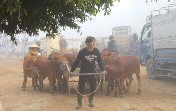 Năm Sửu ghé chợ trâu, bò lớn nhất vùng Bắc Trung Bộ, mỗi phiên giao dịch cả nghìn con - Ảnh 6.